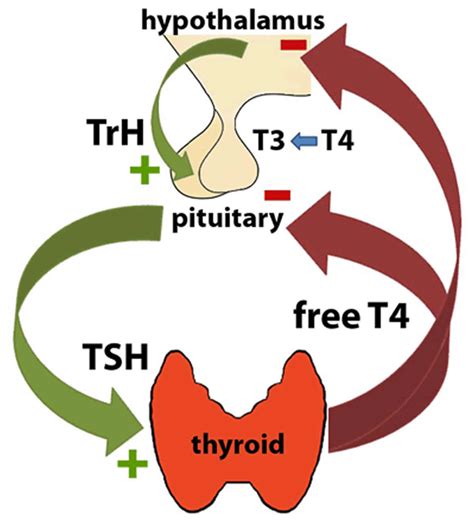 thyrotropin-releasing|clinical use of thyrotropin releasing hormone in diagnosis and treatment.